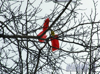 It is clear from this image that one panel of the cross form parachute has turn off, which explains the rapid descent. Tangling in the tree branches saved the rocket from smashing into the snow covered frozen ground.